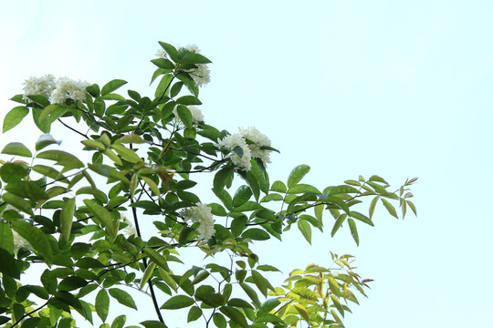 木香花