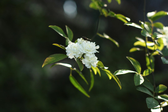 木香花