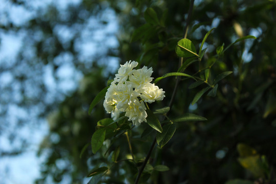 木香花