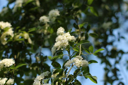 木香花