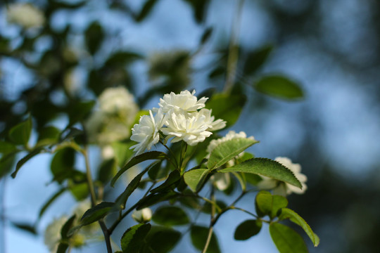 木香花