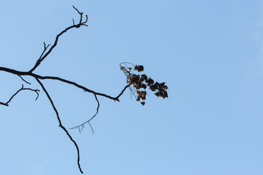 树枝