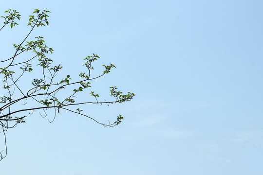 树枝