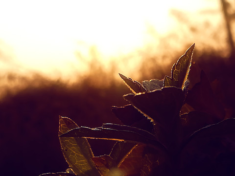 夕阳下的植物剪影