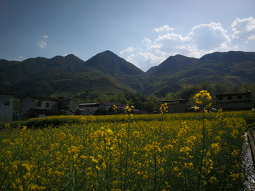 油菜花