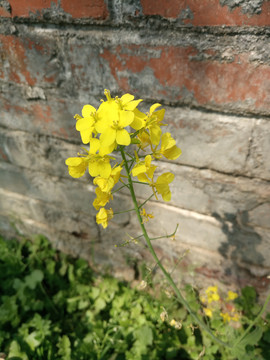 油菜花