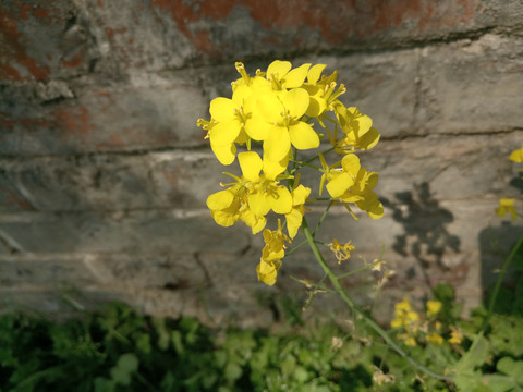 油菜花