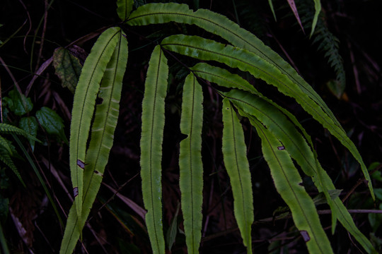 蕨类植物