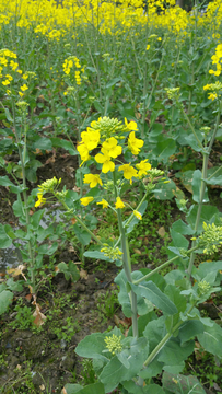 油菜花