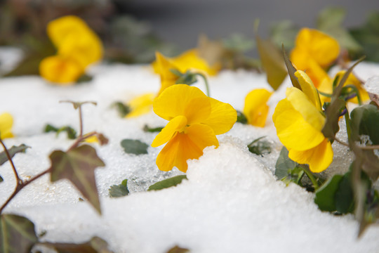 雪地黄花