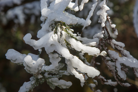 衡山雪景雾松