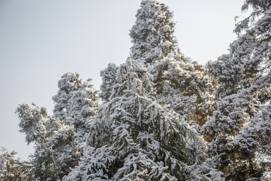 衡山雪景雾松