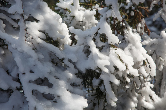 衡山雪景雾松