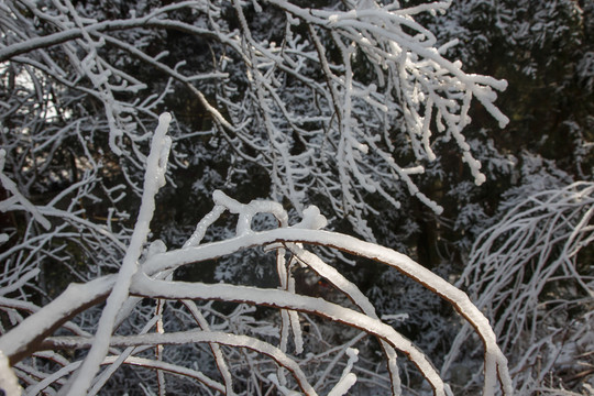 衡山雪景雾松