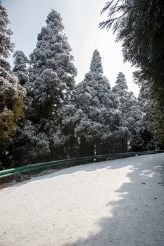 衡山雪景雾松