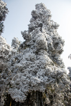 衡山雪景雾松