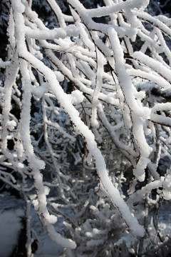 衡山雪景雾松