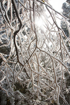 衡山雪景雾松