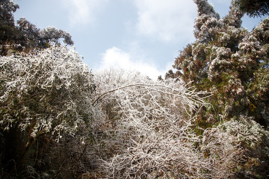 衡山雪景雾松