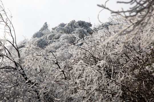 衡山雪景雾松