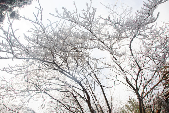 衡山雪景雾松