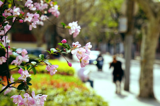街边樱花