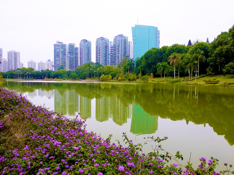 深圳大学湖畔风景