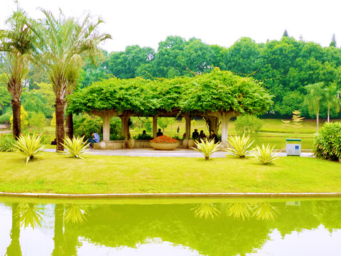 深圳大学湖畔风景