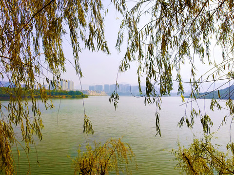 杨柳湖面