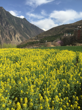 油菜花盛开的藏式村落