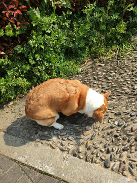 柯基犬拉屎