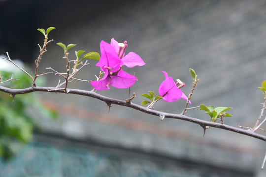 叶子花