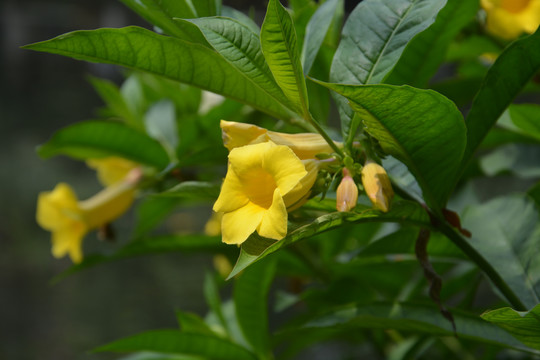 黄蝉花