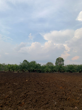 柬埔寨农村田地