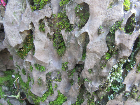奇石上的苔藓