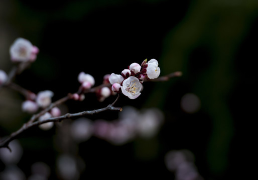 杏树花