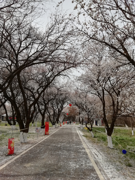 鲜花大道