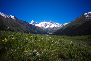 雪山草地