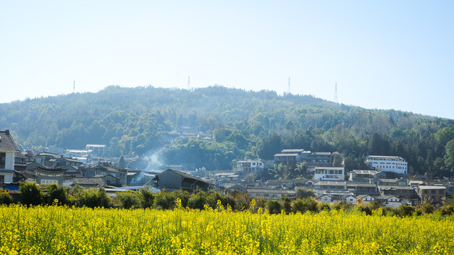 油菜花