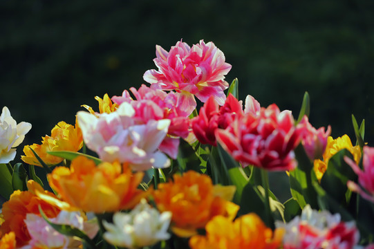 繁花似锦