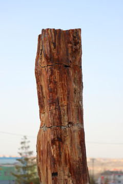 硅化木
