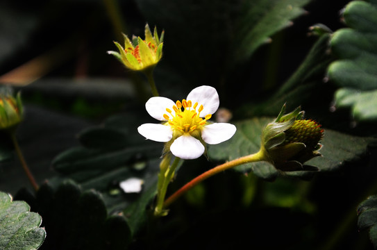 一朵小花