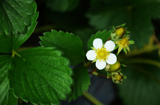 小白花