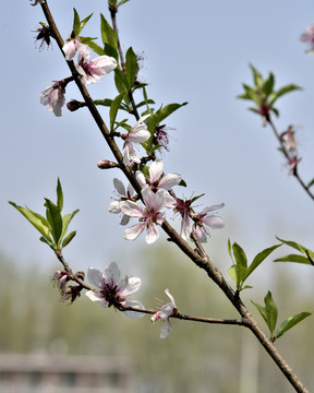 桃树桃花