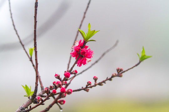 桃花