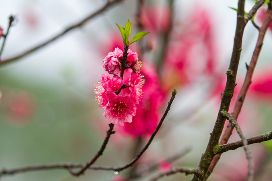 桃花