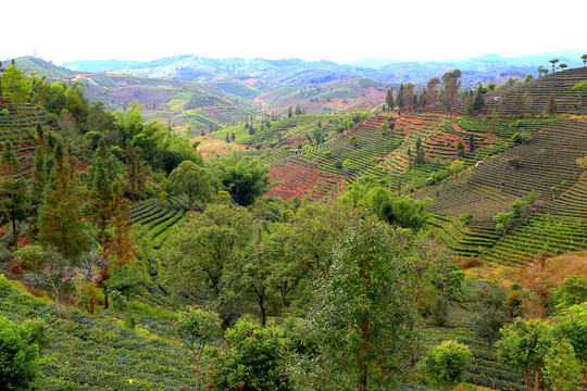 普洱茶生态茶园