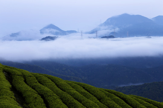 长龙茶山