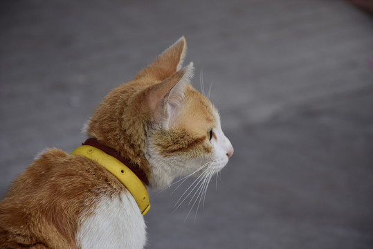 小猫
