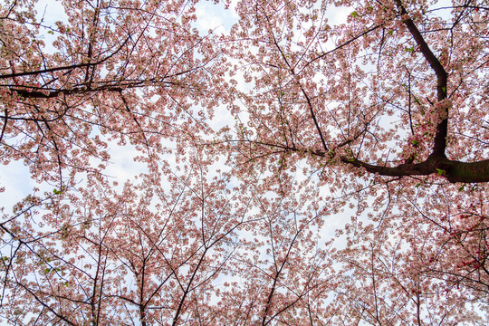 武汉青山公园的樱花